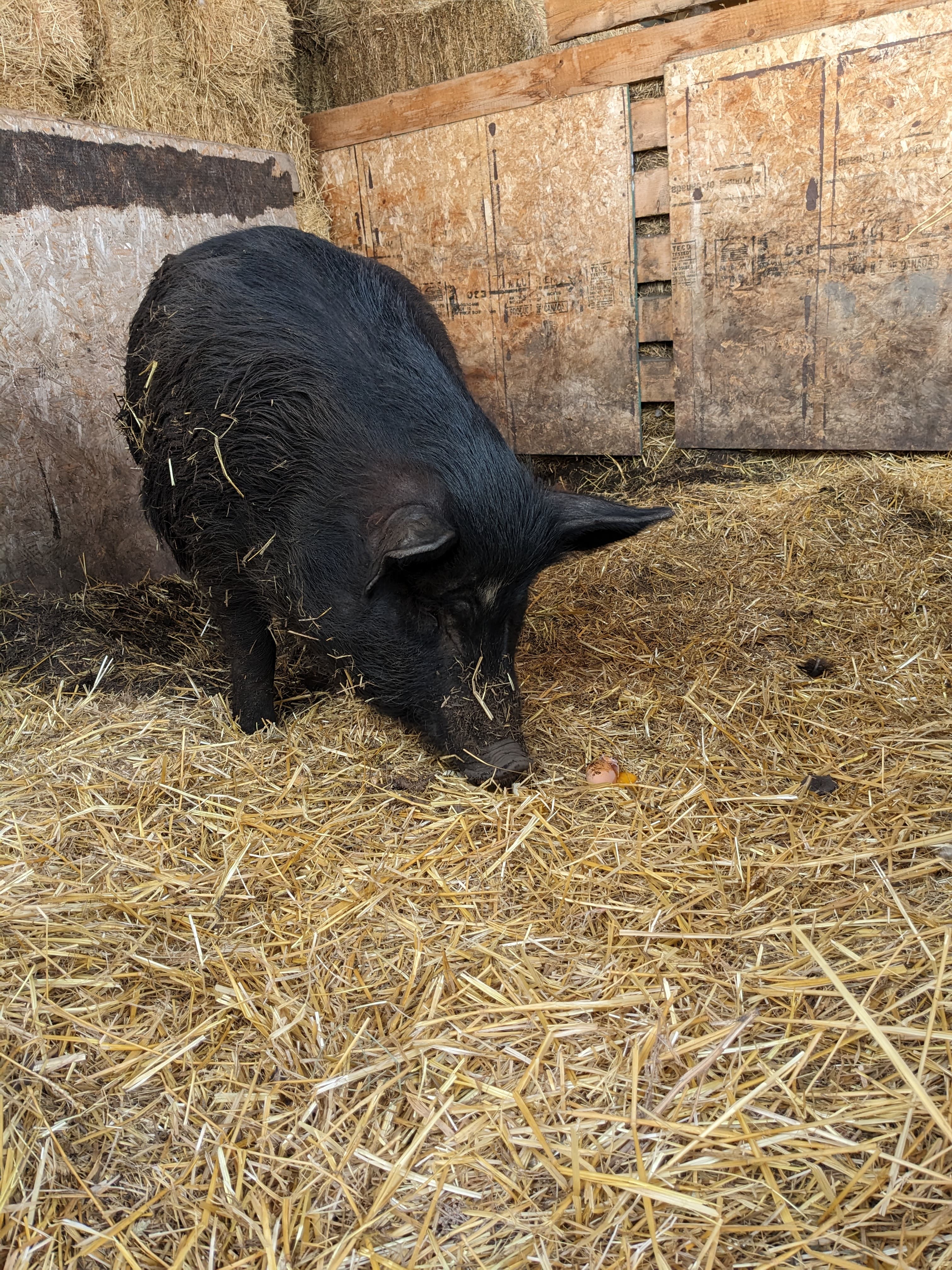 Peak‑Raised Animals for Your Farm