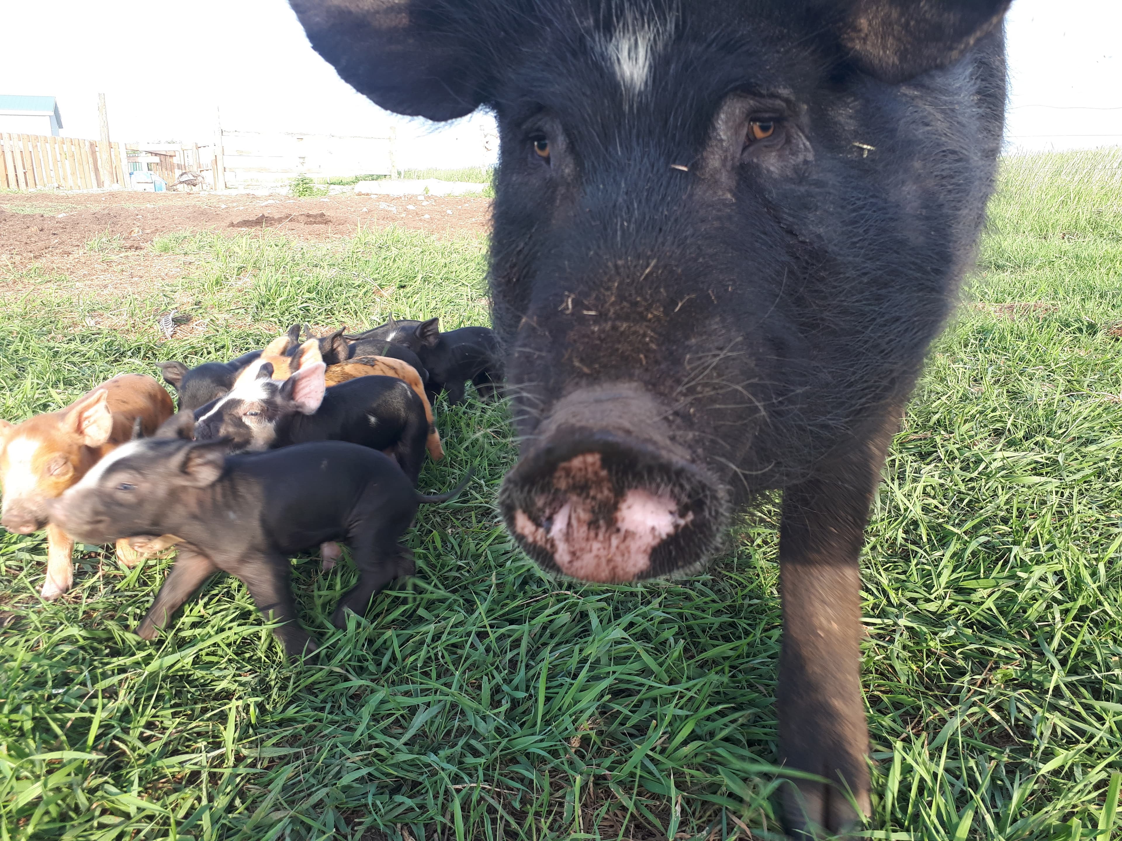Pig with piglets at Peak and Prairie Farmstead