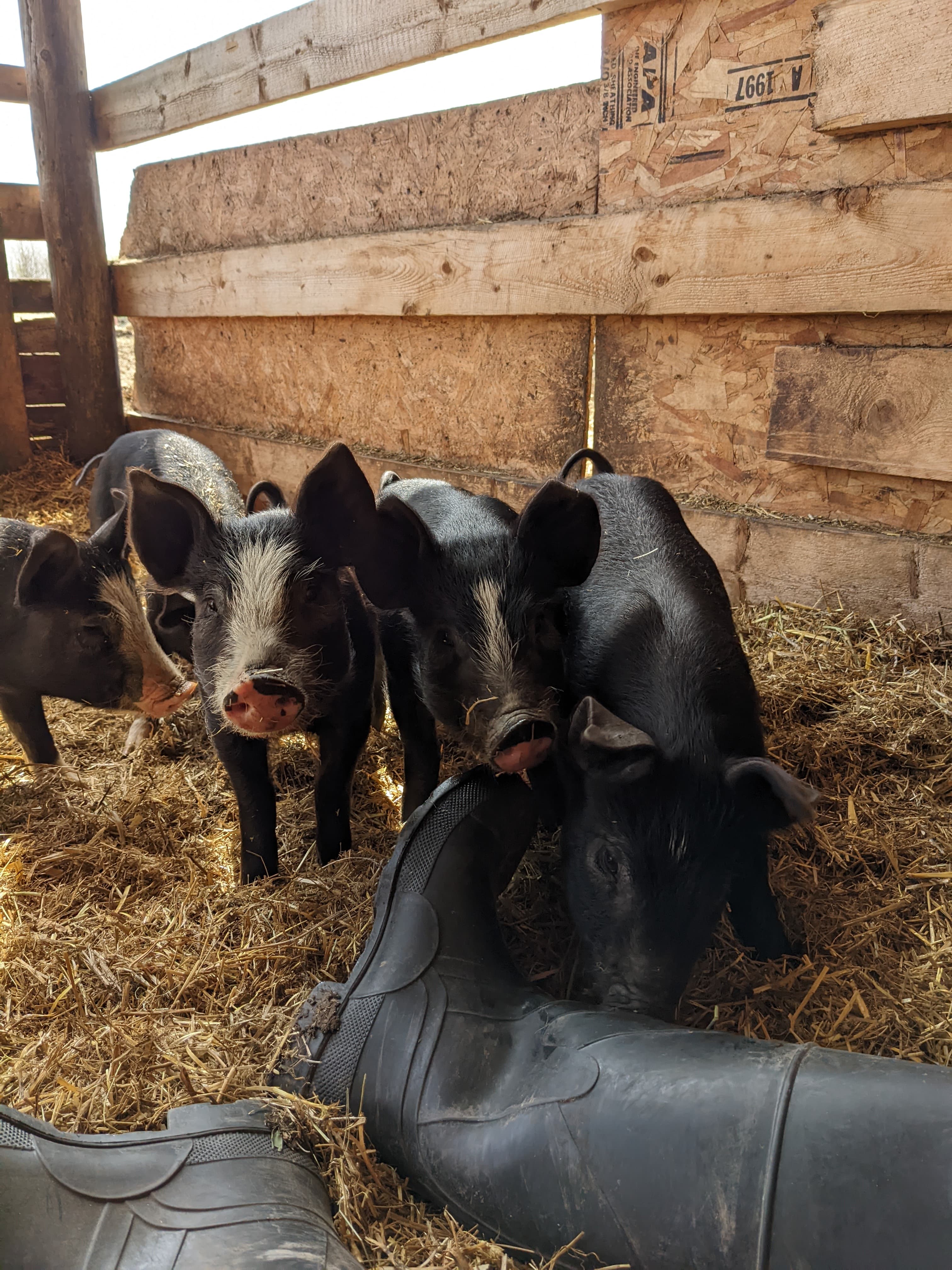 Peak and Prairie piglet photo